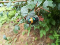 Monocesta ducalis