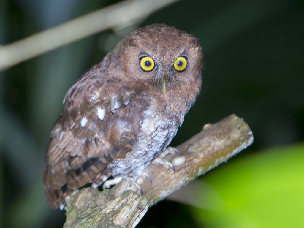 Foothill Screech Owl
