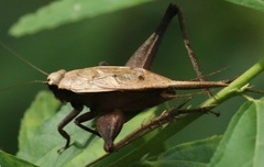 Eneoptera surinamensis