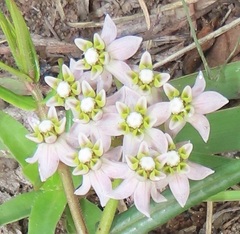 Asclepias flexuosa