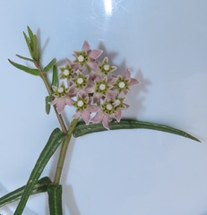 Asclepias flexuosa