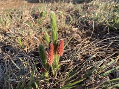 Acalypha depressinerva