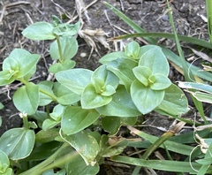 Lysimachia arvensis