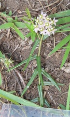 Asclepias flexuosa