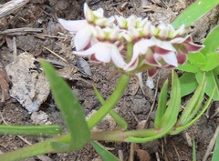 Asclepias flexuosa