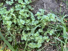Lysimachia arvensis