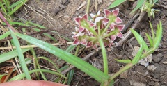 Asclepias flexuosa