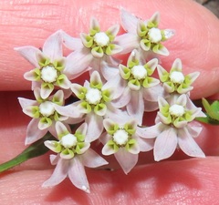 Asclepias flexuosa