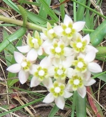 Asclepias flexuosa
