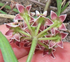 Asclepias flexuosa