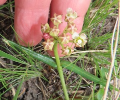 Asclepias flexuosa