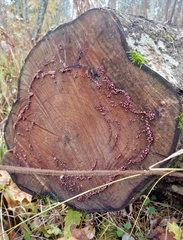 Ascocoryne sarcoides