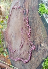 Ascocoryne sarcoides