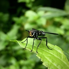 Hermya
