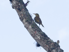 Psarocolius angustifrons