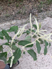 Castanea pumila