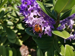 Cadeguala occidentalis