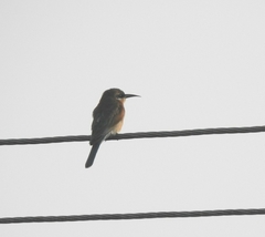 Merops philippinus
