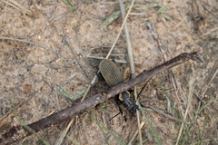 Anthia burchelli burchelli