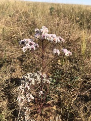 Limonium bicolor