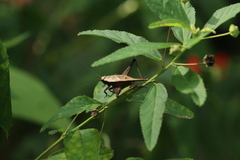 Eneoptera surinamensis
