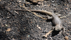 Liolaemus austromendocinus