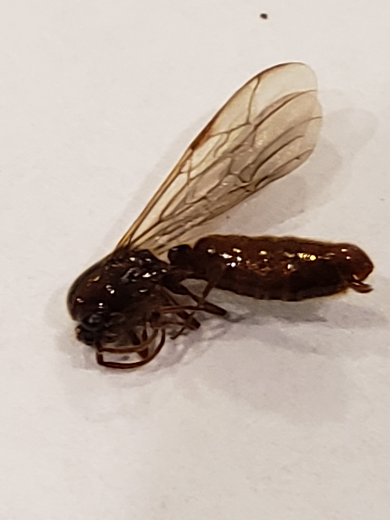 Dorylinae