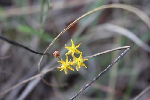 Asclepias aurea image