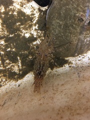 Paracrangon echinata