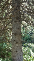 Picea glauca densata