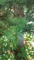 Picea glauca densata