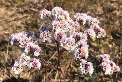 Limonium bicolor