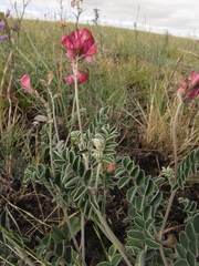 Hedysarum minussinense