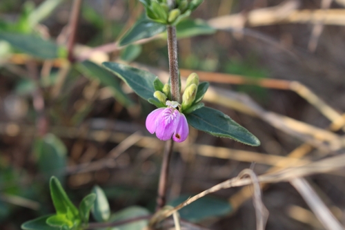 Justicia phyllostachys image