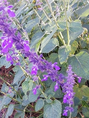 Salvia urolepis