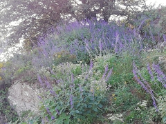 Salvia urolepis