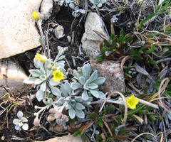 Physaria arctica