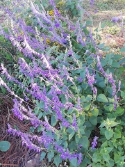 Salvia urolepis