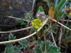 Potentilla pulchella