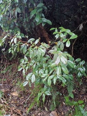 Rhododendron ovatum