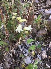 Campanula alliariifolia