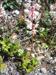 Pyrola grandiflora