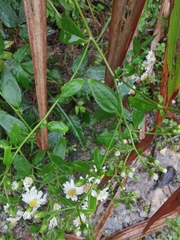 Aster ageratoides