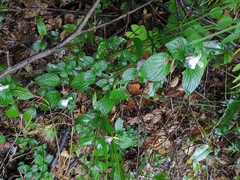 Strobilanthes rankanensis