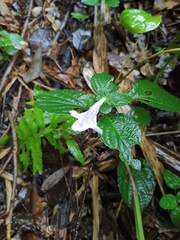 Strobilanthes rankanensis