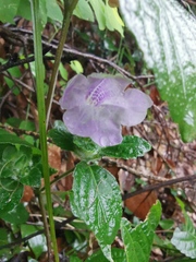 Strobilanthes rankanensis
