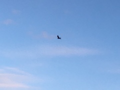 Falco tinnunculus tinnunculus