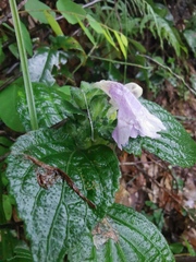 Strobilanthes rankanensis