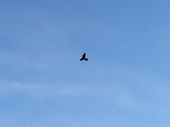 Falco tinnunculus tinnunculus