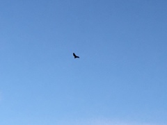 Falco tinnunculus tinnunculus